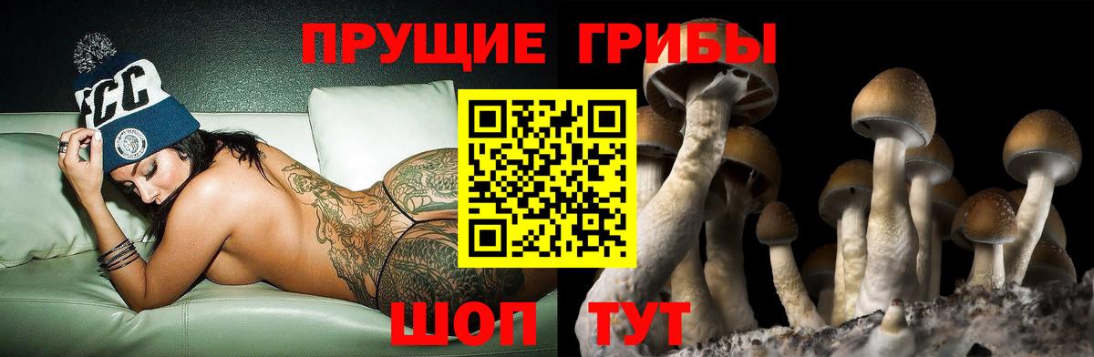 Псилоцибиновые грибы Psilocybine cubensis  Алейск 